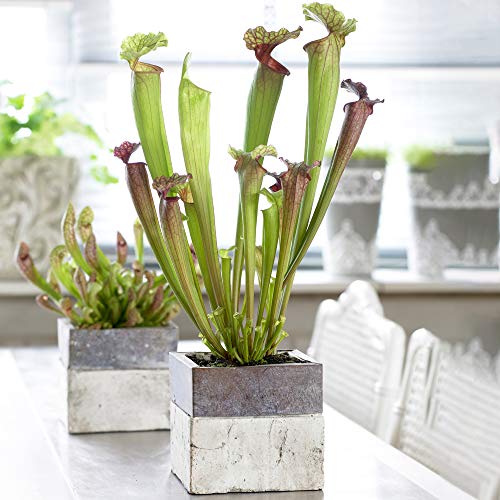 Sarracenia Smoorii - Trompeten-Kannenpflanze | Bunte Fliegenfallen-Pflanzen für den Innenbereich von GardenersDream