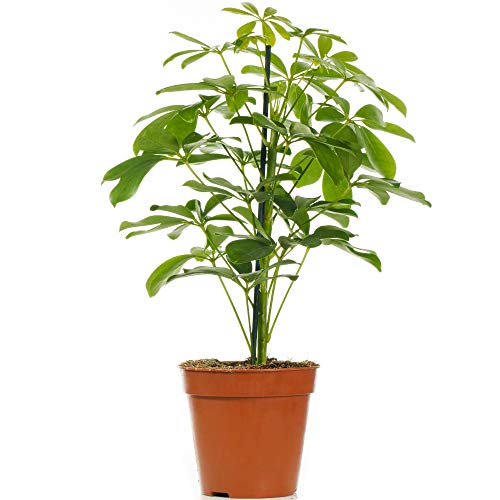 Schefflera Nora - Zwerg-Schirm-Pflanze | Indoor-Zimmerpflanze für Zuhause oder Büro von GardenersDream