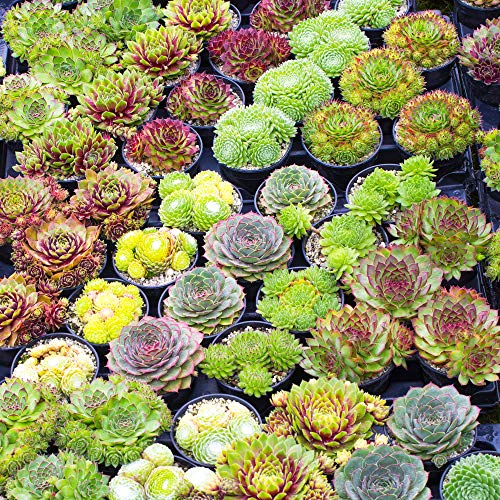 Gardeners Dream Sempervivum Mix - 10er Hauswurz Set - Winterharte Pflanzen für Garten - Echte 5-15 cm Getopfte Sukkulenten Balkonpflanzen Winterhart - Zimmerpflanzen - Steingartenpflanzen Winterhart von GardenersDream