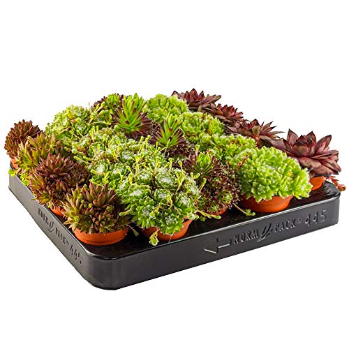 Sempervivum Mix - 20 Pflanzen | Hauswurz, Hen & Chick Sukkulenten für den Innenbereich von GardenersDream