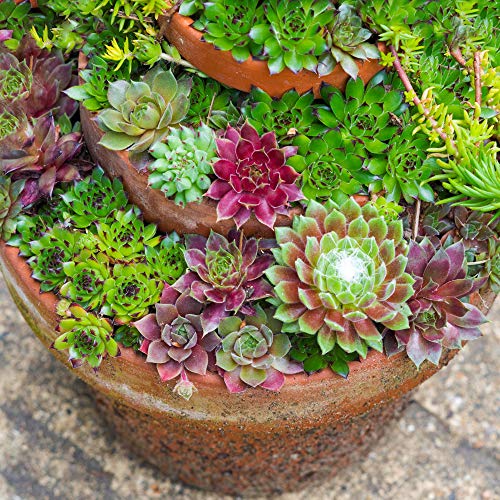 Sempervivum Mix - 20 Pflanzen | Zimmer-Sukkulente Hen & Chicks | 5-15cm mit Topf von GardenersDream