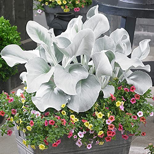 Senecio Angel Wings - Glänzendes Weißes Jakobs-Greiskraut | Robuste Topfpflanze für den Außenbereich von GardenersDream