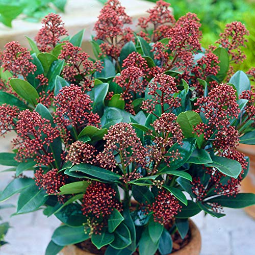 Skimmia japonica Rubella | Schöner immergrüner blühender Gartenstrauch im Topf von GardenersDream