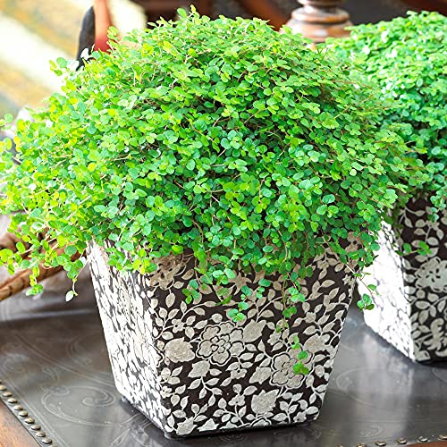 Soleirolia Helxine Grün | 10-20cm getöpferte Bubikopf Pflanze | Home Office Geschenk von GardenersDream