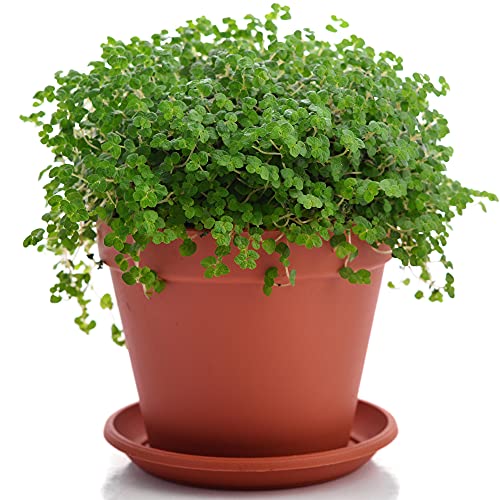 Soleirolia Helxine Zimmerpflanze | Ideal 20-30cm Topfpflanze von GardenersDream