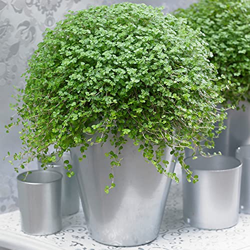 Soleirolia soleirolii Helxine Grün | Bubikopf Indoor-Topfpflanze von GardenersDream