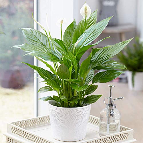 Spathiphyllum 'Friedenslilie' Zimmerpflanzen - 1 x getopfte Lilie Zimmerpflanze 9cm Topf von GardenersDream