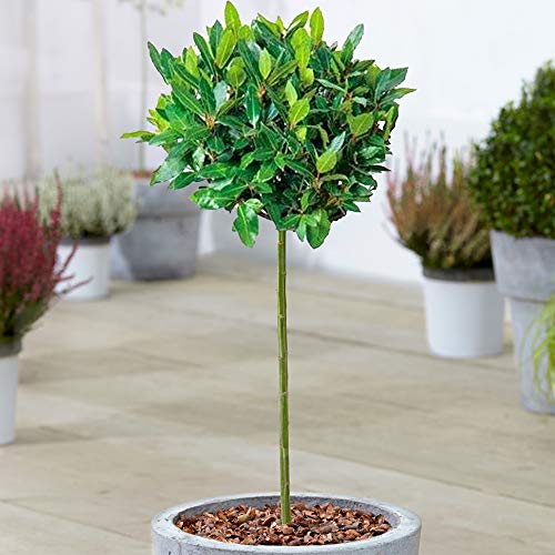 Standard Küchen Lorbeerbaum | Laurus 'Nobilis' | Immergrüner aromatischer winterharter kleiner Gartenpatiostrauch | Premium-Kräuterexemplar der Spitzenklasse von GardenersDream