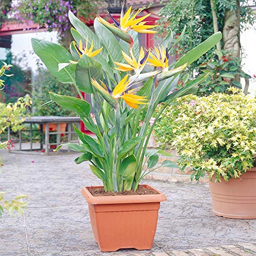 Strelitzia Innenbereich Zimmerpflanze - Paradiesvogel Topfbaum im 12cm Topf von GardenersDream