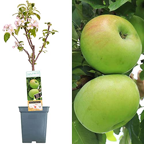 Terrassenobstbaumkollektion | Verschiedene Früchte | Ideal für kleine Gärten | 2-3ft von GardenersDream