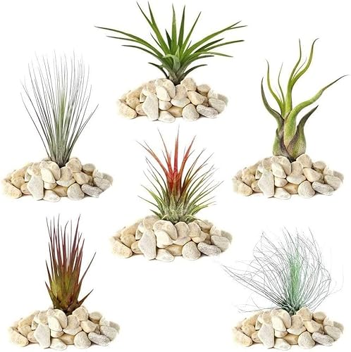 Gardeners Dream 6er Tillandsien Pflanzen Echt Mix - 6 Stk. Tillandsia Luftpflanzen Echt - Terrarium Pflanzen - Terrarium Deko - Luftreinigende Zimmerpflanzen - Deko Pflanze von GardenersDream