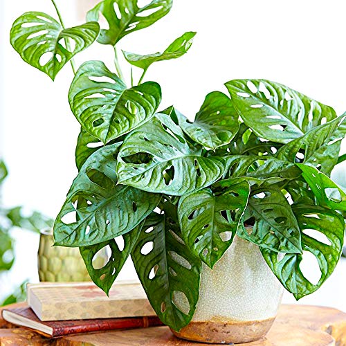 Tolle 1 x Monstera obliqua Affenblatt innen Hauspflanze 20-30cm mit Topf von GardenersDream