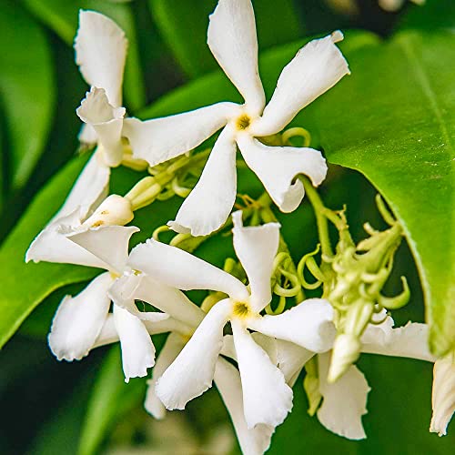 Trachelospermum Jasminoides Stern Jasmin immergrüne außen Kletterpflanze 9cm Topf von GardenersDream