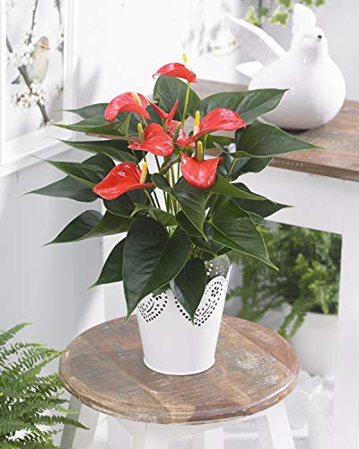 Tropische Flamingo Blume- rotes Anthurium - Getropfte Geschenkpflanze für Zuhause und Büro von GardenersDream