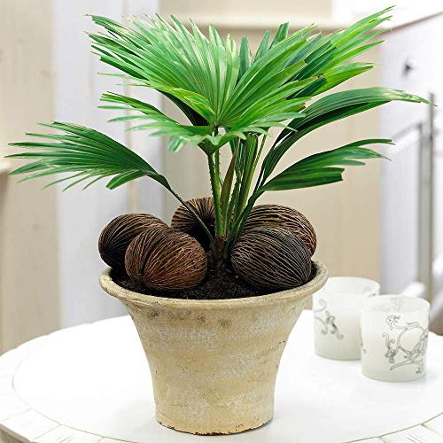 Tropische Geschenke Pflanze, für Zuhause oder das Büro- Livistona Palme innen Hauspflanze 12cm von GardenersDream