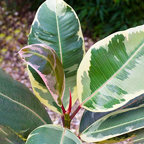 Vibrant Ficus Tineke - Gummipflanze | Beste innen Pflanzen | 30-40cm getopft von GardenersDream
