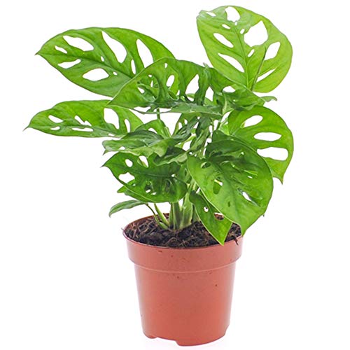 Vibrant Monstera Obliqua Affenblatt innen Pflanze getopft Hauspflanze 20-30cm mit Topf von GardenersDream