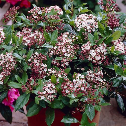 Viburnum Gwenllian Outdoor Gartenfertige Pflanzen Immergrüner Strauch Pflanze im Topf Viburnum Gwenllian Outdoor Gartenfertige Pflanzen Immergrüner Strauch Pflanze im Topf von GardenersDream