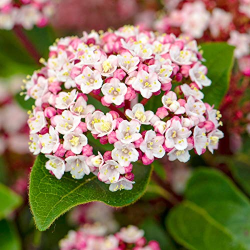 Viburnum tinus Lisarose, immergrüner Gartenstrauch für den Außenbereich. von GardenersDream