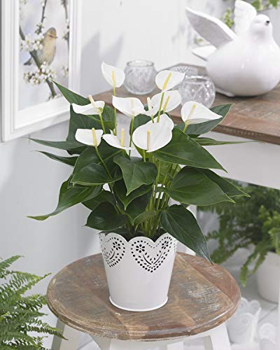 Weise Anthurium Spitzenblatt farbenfrohe blühende dekorative innenpflanze| 13cm Topf von GardenersDream
