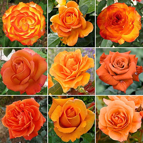 Wunderschöne Orange Topfrose | Premium Gartenrosen mit farbenfrohen Sommerblumen von GardenersDream