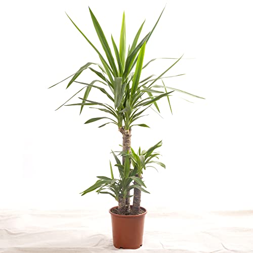 Yucca Elephantipes große echte Zimmerpflanze, immer grün, hohe Pflanze (100-120 cm) von GardenersDream