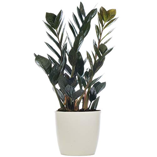 Zamioculcas Raven Schwarze Glücksfeder Pflanze für Zuhause oder Büro (30-40cm mit Topf) von GardenersDream