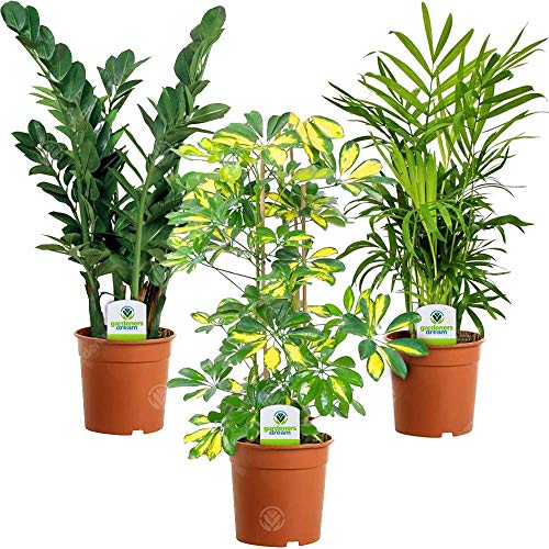 Zimmerpflanzen Sammlung - 3 Pflanzen – Beliebte Sorten fürs Haus und Büro mit Topf (Mischung A) von GardenersDream