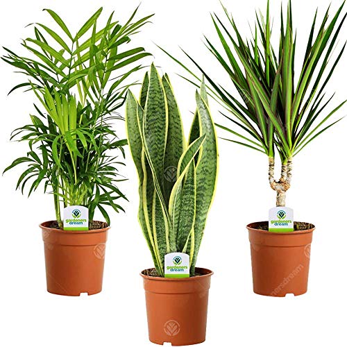 Zimmerpflanzen Sammlung - 3 Pflanzen – Beliebte Sorten fürs Haus und Büro mit Topf (Mischung D) von GardenersDream