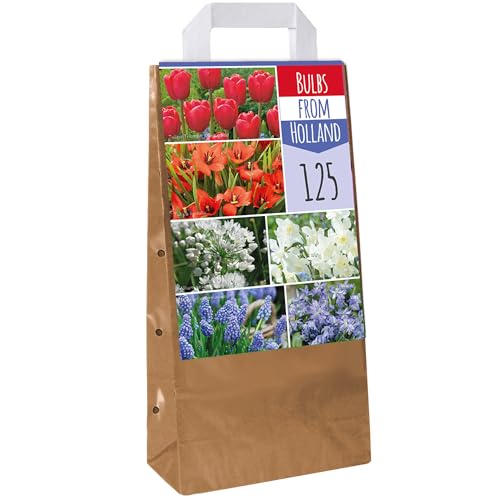 Zwiebeln aus Holland Mix - Tulpe Muscari Scilla Narzisse Allium Blühende Zwiebeln (125 Zwiebeln) von GardenersDream