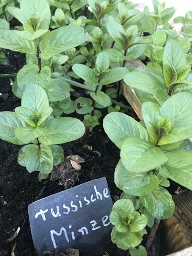 'Russische Pfefferminze' -BIO-Kräuterpflanze Minze (5) von Gardenlovers