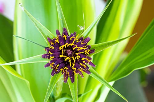 100 Samen Haferwurzel * Tragopogon porrifolius * Rarität, Weißwurzel Purpur-Bock von Gardenox