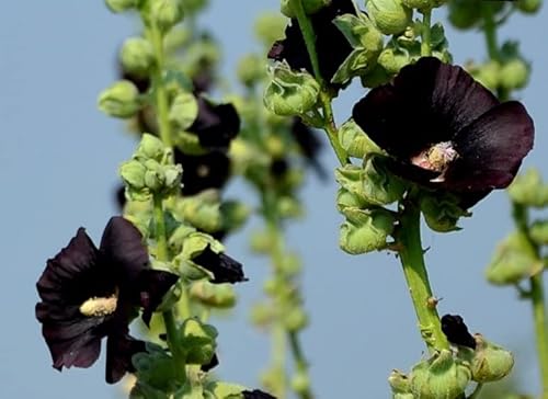 100 Samen Schwarze Malve | Schwarze Stockrose Bienenweide Althaea (Alcea) rosea var. Nigra von Gardenox