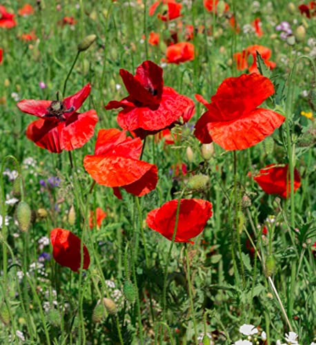 100.000 Klatschmohn Samen = 10 Gramm | Papaver rhoeas rote Mohnsamen Mohnwiese für Bienen & Hummeln rote Mohnblume | Ausreichend für 10 Quadratmeter Fläche von Gardenox