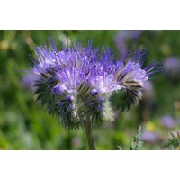 1000 Phacelia Tanacetifolia Samen Bienenfreund Nahrung Für Bienen Und Insekten 1000 Phacelia Tanacetifolia Samen Bienenfreund Nahrung Für Bienen Und Insekten von Gardenox