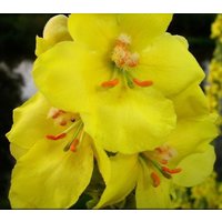 1000 Samen Arznei-Königskerze Verbascum Densiflorum Großblütige Form 1000 Samen Arznei-Königskerze Verbascum Densiflorum Großblütige Form von Gardenox
