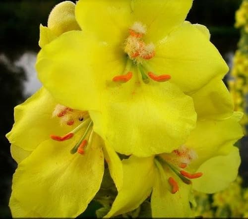 1000 Samen Arznei-Königskerze Verbascum densiflorum - Großblütige Form von Gardenox