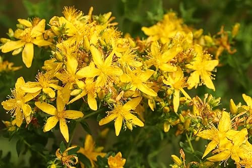 1000 Samen Echtes Johanniskraut Hypericum perforatum Hübsche Wildpflanze Traditionelle Heilpflanze von Gardenox