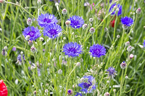 10000 Kornblumen Samen Blaue Kornblume Centaurea cyanus Blumenwiese Bienenweide Wildblume Blume von Gardenox