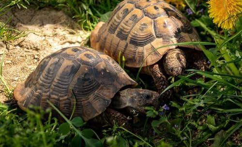 100g Schildkröten Samenmischung für Futterpflanzen Gräser, Kräuter, Blumen inkl. Aussaat Anleitung von Gardenox