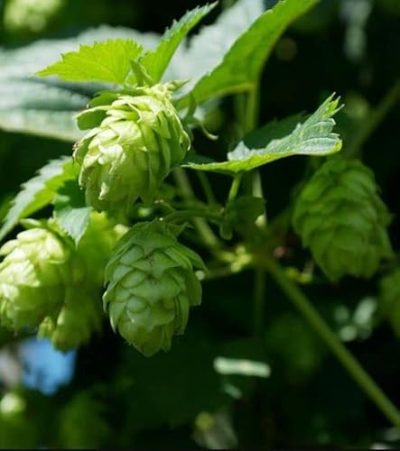 150 Samen Echter Hopfen Humulus lupulus Bierhopfen Samen mehrjährig Fassadenbegrünung von Gardenox