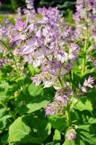 150 Samen Muskatellersalbei * Salvia sclarea * Bienenweide Heilpflanze für Wildgarten und Naturgarten von Gardenox