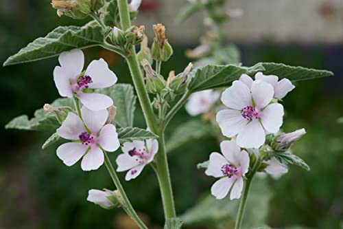 200 Samen Echter Eibisch Althaea officinalis Heilpflanze Wildblume Bienenpflanze für den Apothekergarten oder Naturgarten von Gardenox