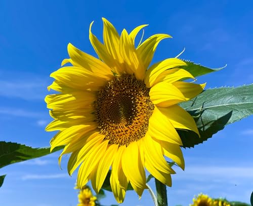 200 Samen Große Gelbe Sonnenblume Samen Helianthus annuus Hohe große gelbe Blüten, Bienenmagnet Sonnen Blumen von Gardenox