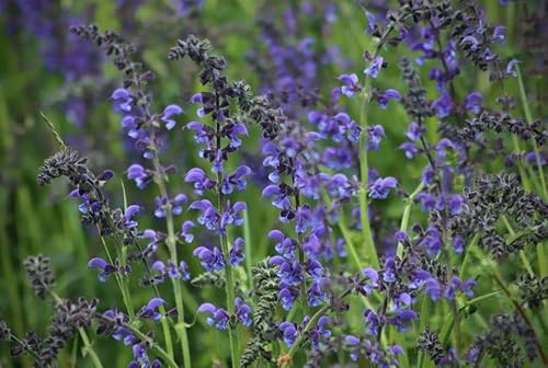 200 Samen Wiesensalbei Samen Salvia pratensis heimischer mehrjähriger winterharter Salbei Bienenfreundliche Salbei Pflanze von Gardenox