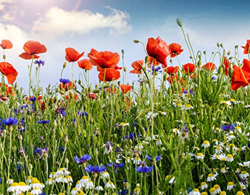 2000 Samen Mohnwiese blaue Kornblume und roter Klatschmohn Bienenweide Insektenwiese rote und blaue Blumenlandschaft von Gardenox