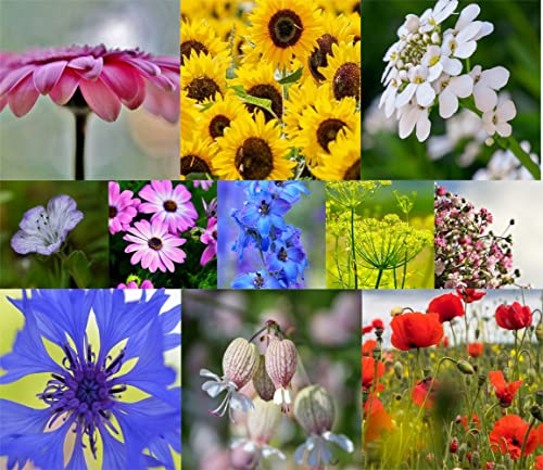 25g Blumenwiese Samen für eine bunte Bienenwiese - 50 Sorten farbenfrohe Wildblumensamen von Gardenox