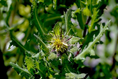 30 Samen Benediktenkraut * Cnicus benedictus * Benediktendistel, Benediktenwurz Arzneipflanze und Zierpflanze von Gardenox