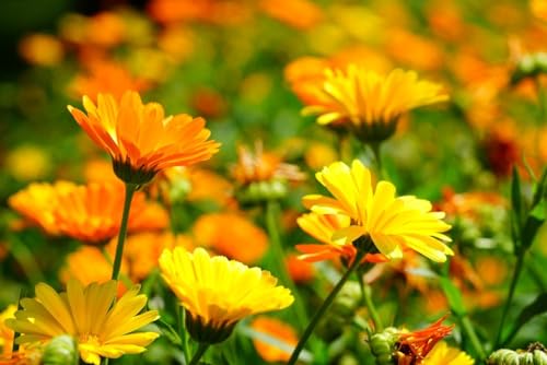 300 Ringelblumen Samen Ringelblume orange Calendula officinalis Bienenblume von Gardenox