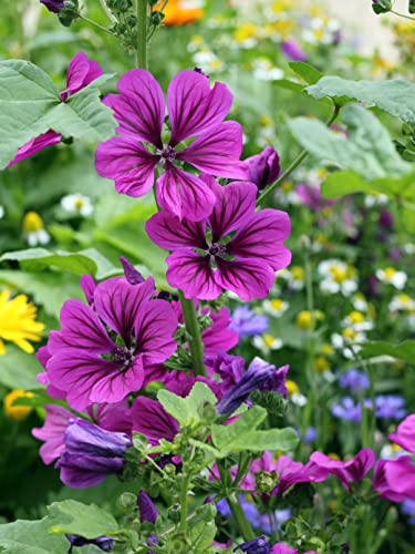 300 Samen Mauretanische Malve Malva sylvestris var. mauritiana Teepflanze und Heilpflanze für Landgarten und Bauerngarten von Gardenox